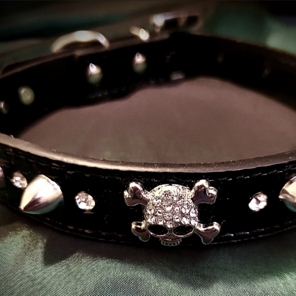 Skull dog collar  - New With tags ❤️